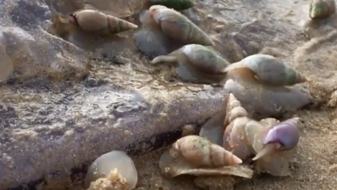 VIDEOS: Una 'horda' de caracoles devora a una medusa encallada en una playa