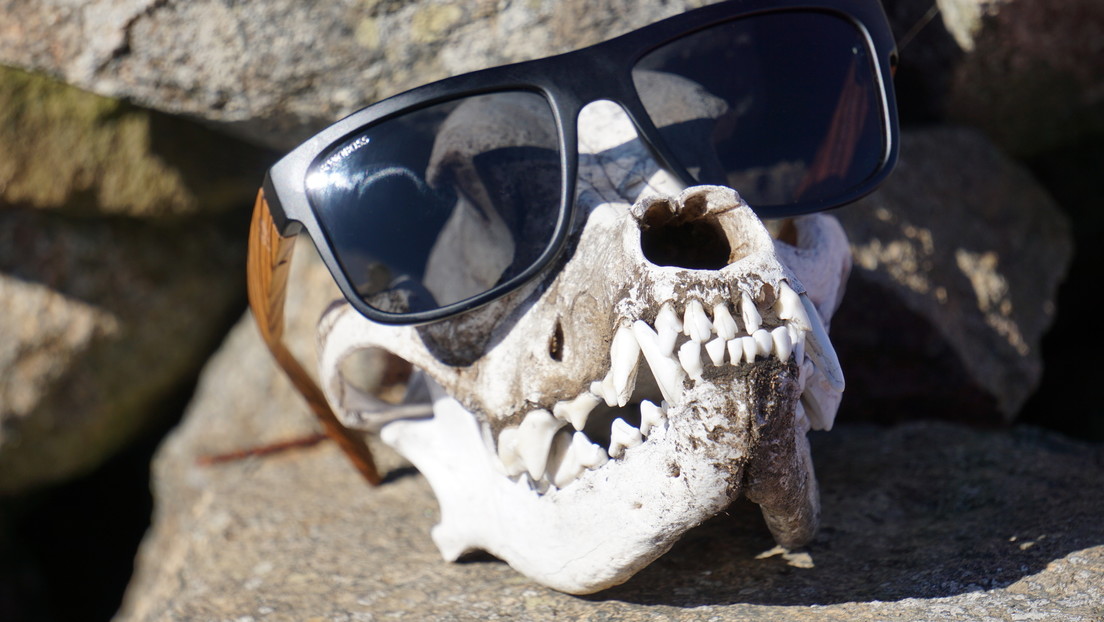 Un cráneo con gafas de sol puesto en la chimenea de una casa resultó ser de un hombre desaparecido ocho años antes