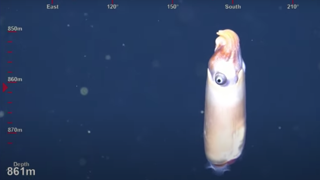"¿Qué demonios es esto?": Captan por primera vez imágenes de uno de los calamares más extraños (VIDEO)