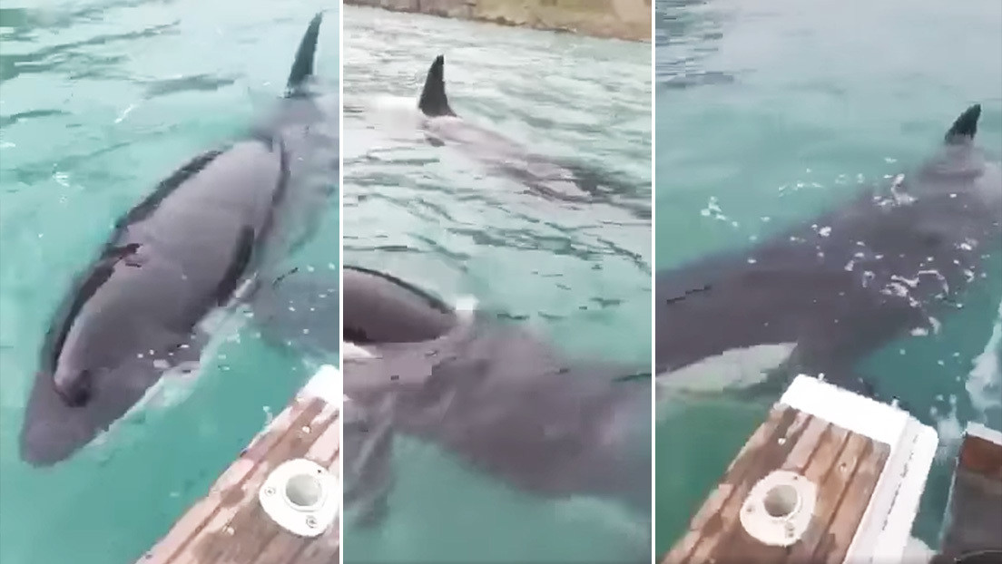 VIDEO: Una orca ayuda a pescadores a desenredar a su cría atascada en una red