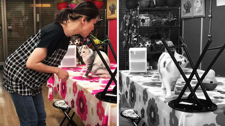 Demuestran que los gatos (si quieren) pueden imitar a los humanos (VIDEO)