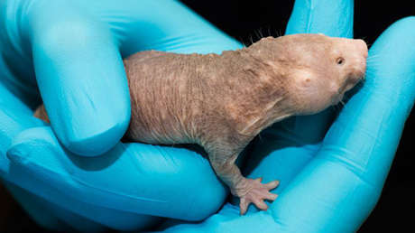 ¿Sexto sentido?: Científicos descubren los primeros órganos de animales que permiten 'ver' campos magnéticos