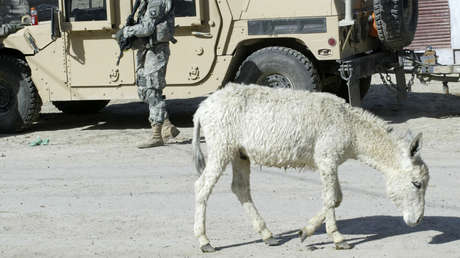 El Estado Islámico usa un burro para atentar contra un gobernador en Nigeria