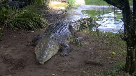 Un aligátor de 4 metros arrastra una lancha de pescadores por un lago "como si tuviera un motor" antes de poder cazarlo (FOTOS)