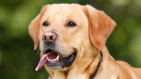 VIDEO: Un perro le 'echa una pata' a su dueña para evitar que se caiga al suelo tras una noche de fiesta
