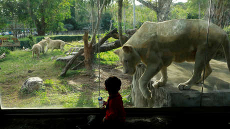 Matan a tiros a un alto cargo tailandés que investigaba la desaparición de animales raros en un zoológico