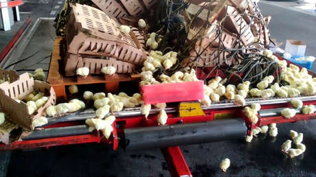 Mueren por falta de agua y alimentación unos 23.000 pollitos encontrados en el aeropuerto de Barajas en Madrid