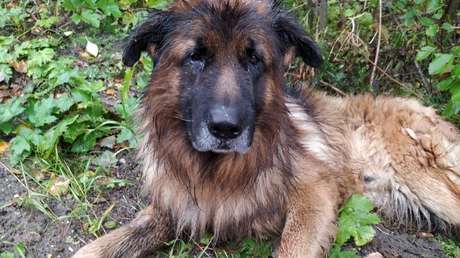 Un perro que sobrevivió tras ser sacrificado escapa de su tumba y va a buscar a sus dueños