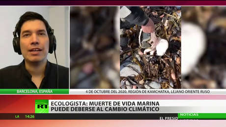 Ecologista: La muerte de animales en Kamchatka puede ser un "efecto del cambio climático"
