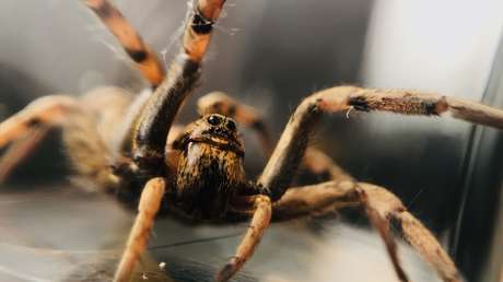 Rusia: Residentes de Sochi se quejan de una invasión de arañas lobo (FOTOS)