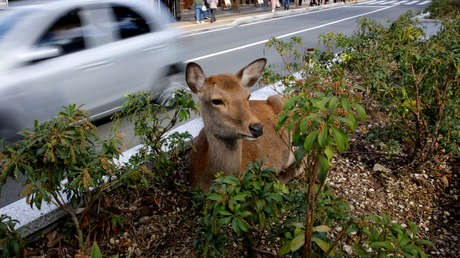 Un japonés inventa un empaque comestible para salvar a los ciervos sagrados de Nara, luego que varios ejemplares murieran por comer bolsas de plástico