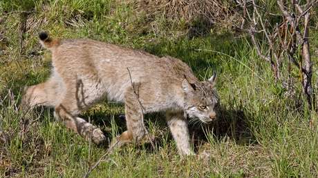 VIDEO: Captan la feroz batalla en que un lince aniquila con sorprendente técnica a una serpiente de cascabel