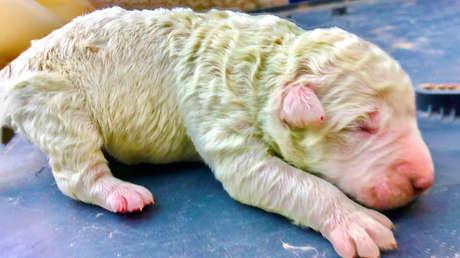 FOTOS: Nace en Italia un inusual cachorro de color verde y lo llaman Pistacho