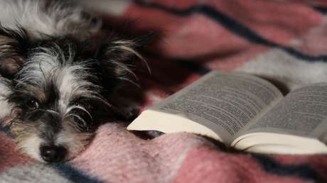 VIDEO: Una veterinaria lee un cuento a un perro enfermo y su gesto se hace viral