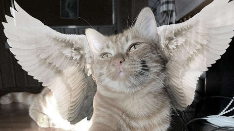 Muere atropellado por un coche Símbochka, el gato 'tiktoker' de Kazajistán amado por millones