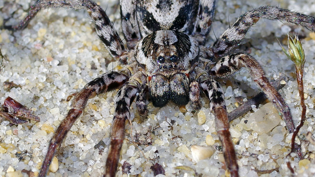 Hallan en un polígono militar una enorme araña 'extinta' que disuelve los órganos de sus víctimas