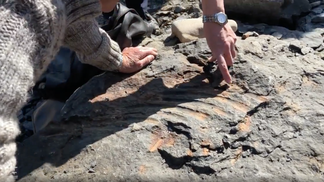 Un niño ruso descubre el fósil de un gran reptil marino prehistórico (VIDEO )