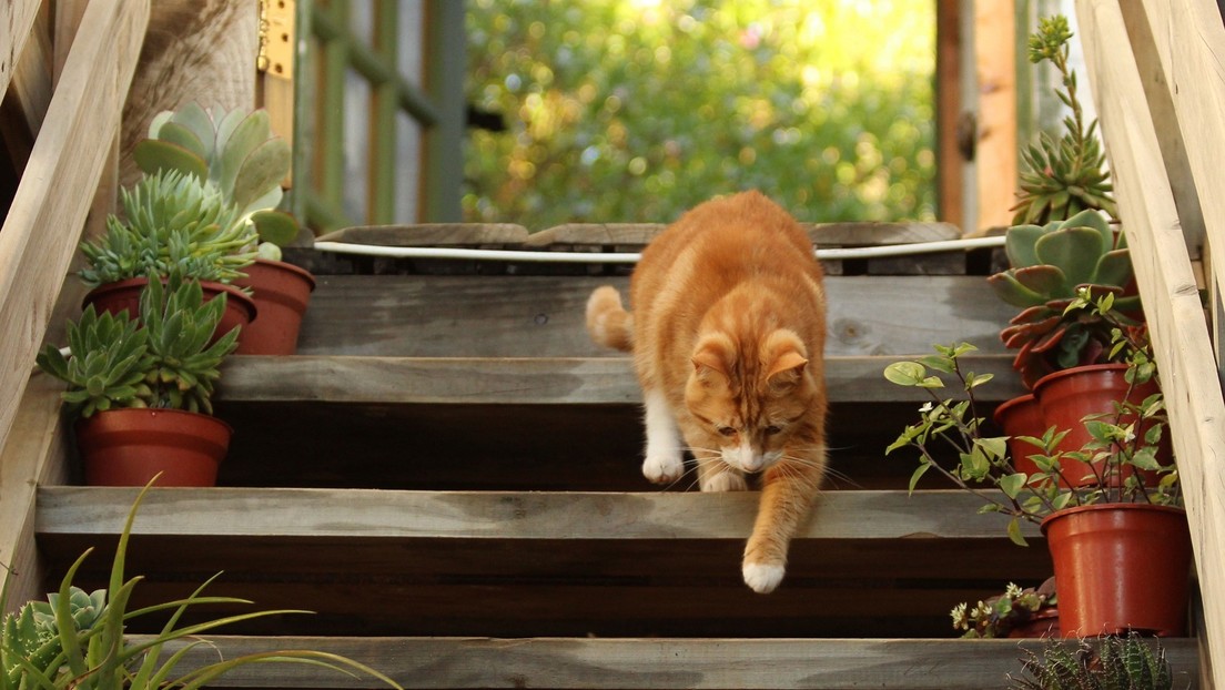 VIDEO: Un gato 'cabezota' baja por una escalera mecánica en sentido contrario y conquista a millones de internautas