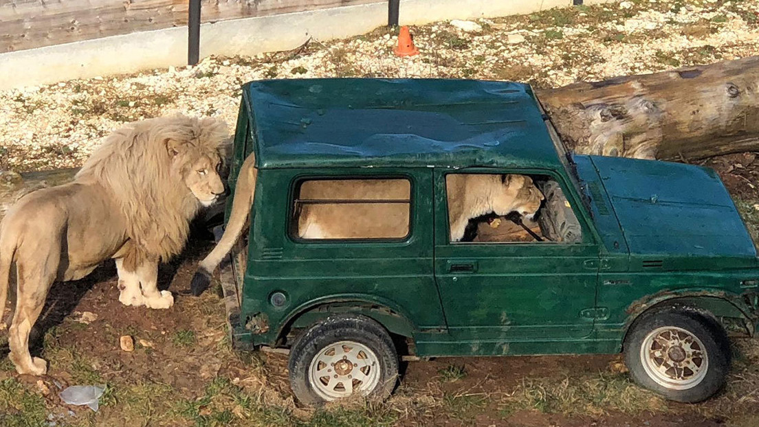 FOTO: Capta a un león 'conduciendo' un todoterreno en un zoológico