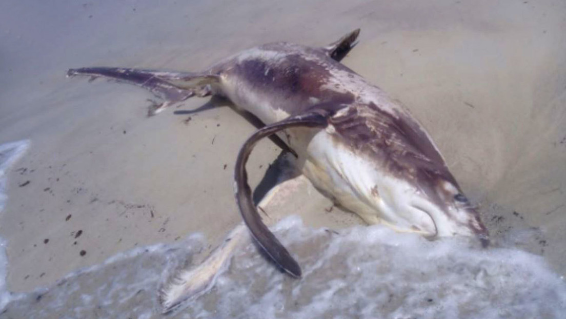Encuentran un tiburón apuñalado en el corazón por un pez espada, con el 'arma' todavía en su cuerpo