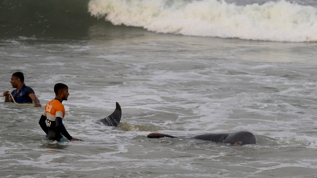 VIDEO: Rescatan a cerca de 120 ballenas en Sri Lanka