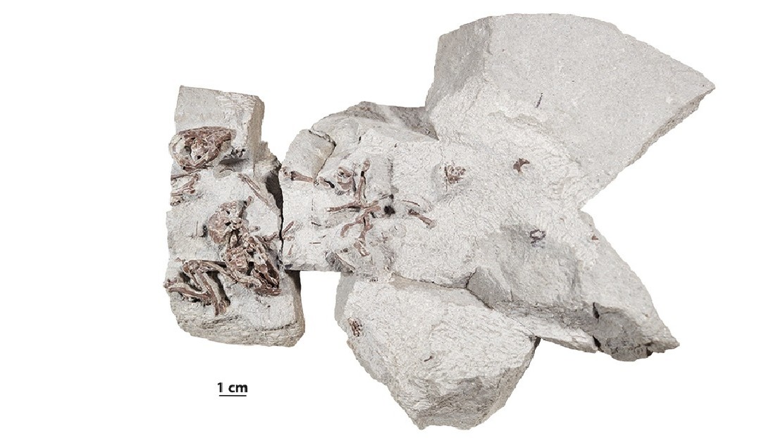 Nueva evidencia fósil indica que los mamíferos ya eran seres sociales desde hace más de 75 millones de años