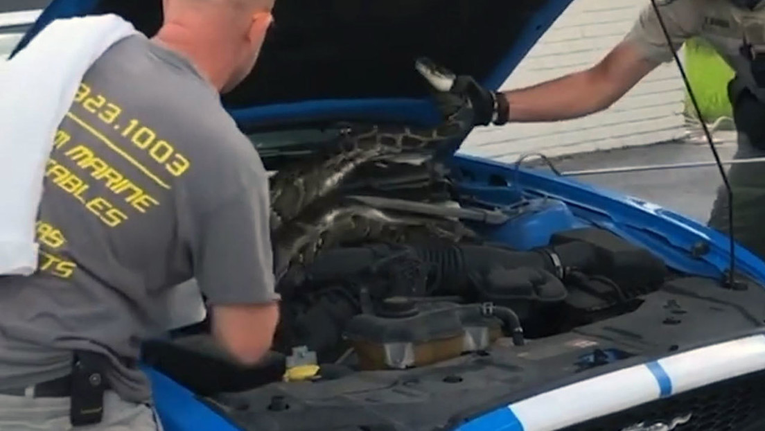 VIDEO: Descubre una gigantesca serpiente debajo del capó de su coche deportivo