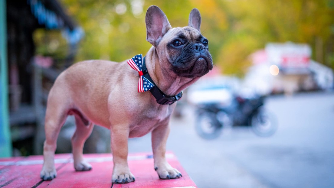 Eligen a un bulldog francés como alcalde de una pequeña localidad en EE.UU.