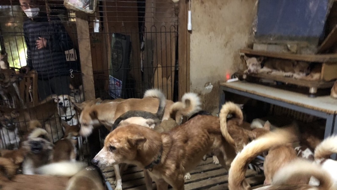 Hallan 164 perros en condiciones deplorables abarrotados en una casa de 30 metros cuadrados en Japón (VIDEO)