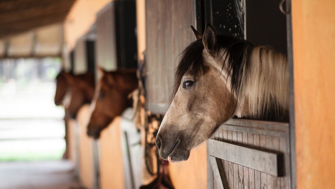 Descubren que los caballos necesitan compañía humana pero no dan preferencia a sus amos sobre los extraños