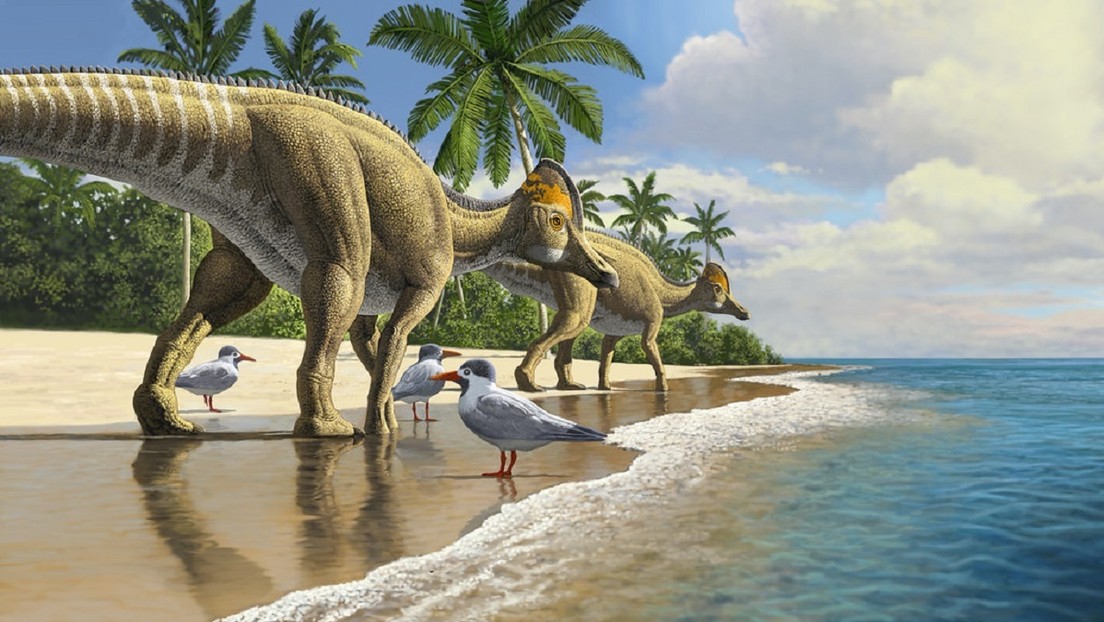 Descubren en Marruecos una desconocida especie de dinosaurio pico de pato que vivió hace  66 millones de años