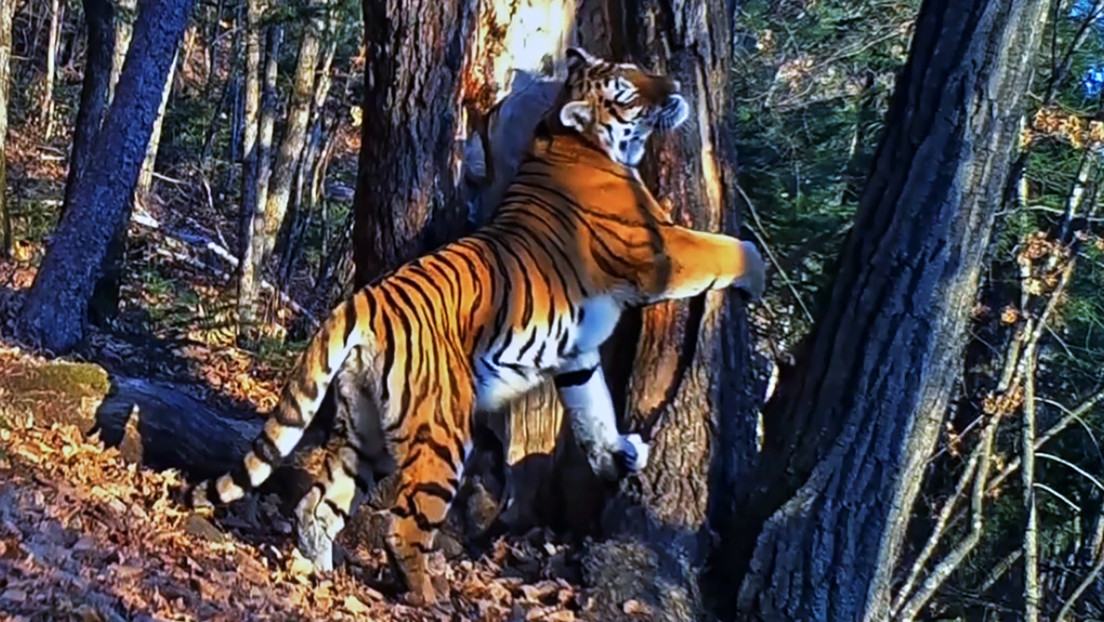 VIDEO: Muestran el momento en que fue hecha la foto de una tigresa siberiana abrazando un árbol, la mejor fotografía de vida salvaje del 2020