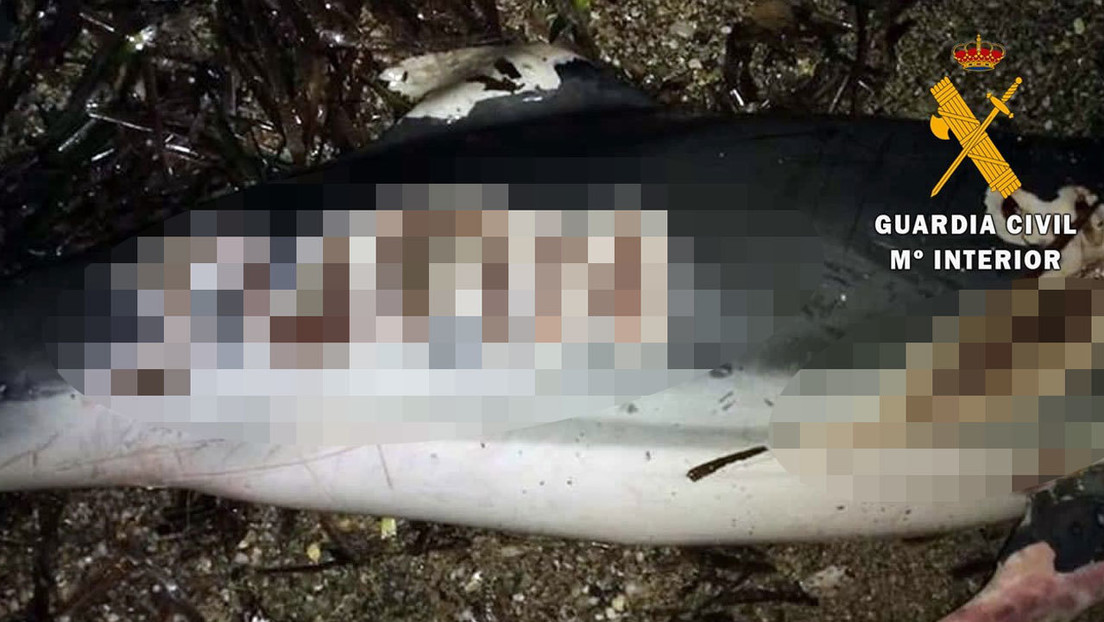 FOTOS: Encuentran delfines mutilados en playas españolas, uno de ellos con 'Juan' grabado a cuchillo en su cuerpo