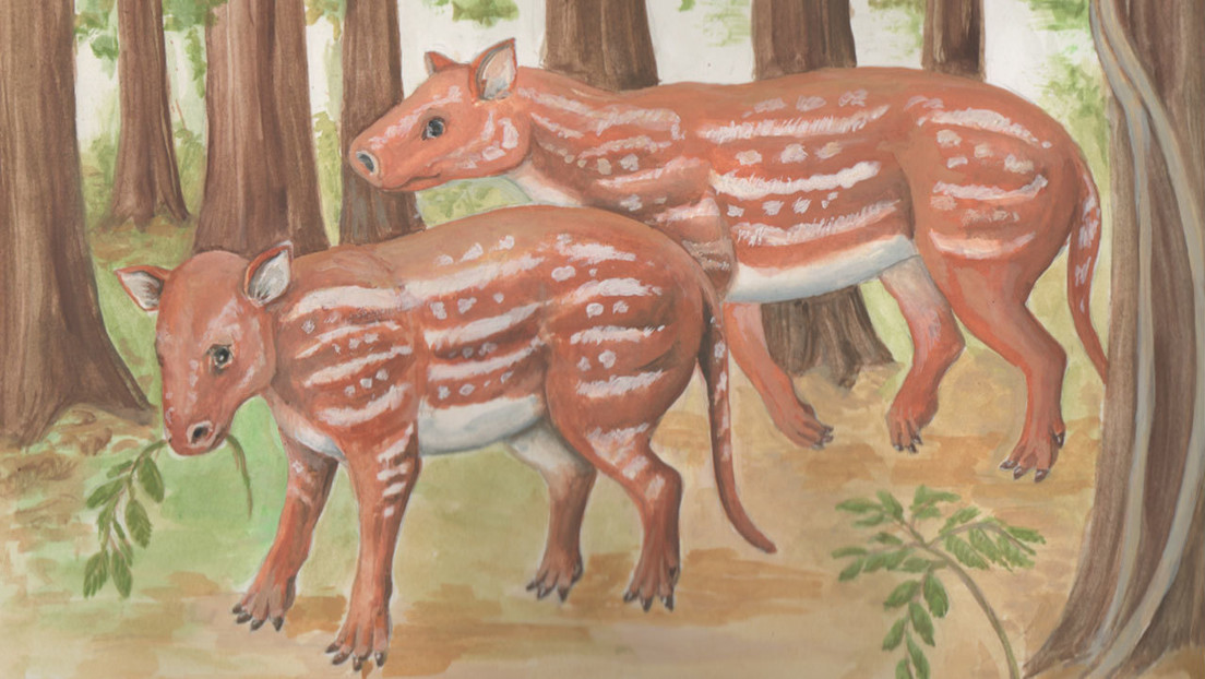 El antepasado común de los caballos, tapires y rinocerontes habitaba en la India cuando aún era una isla a la deriva hacia Eurasia