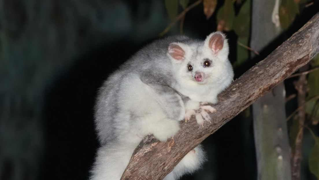 Identifican dos nuevas especies de planeadores marsupiales en Australia