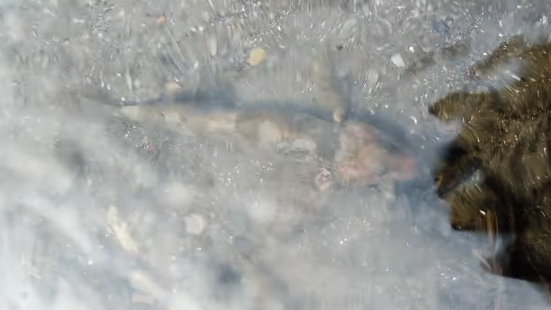 "Fósil viviente": Graban al pez más raro de Europa (VIDEO)
