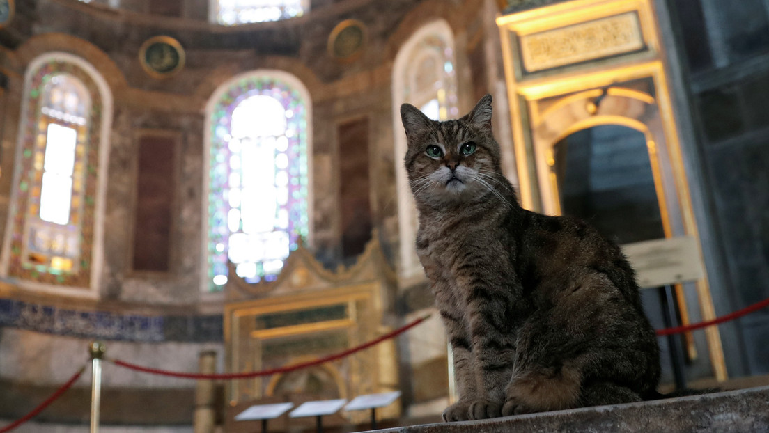 Estambul dice adiós a la gata Gli, la famosa guardiana de la basílica de Santa Sofía