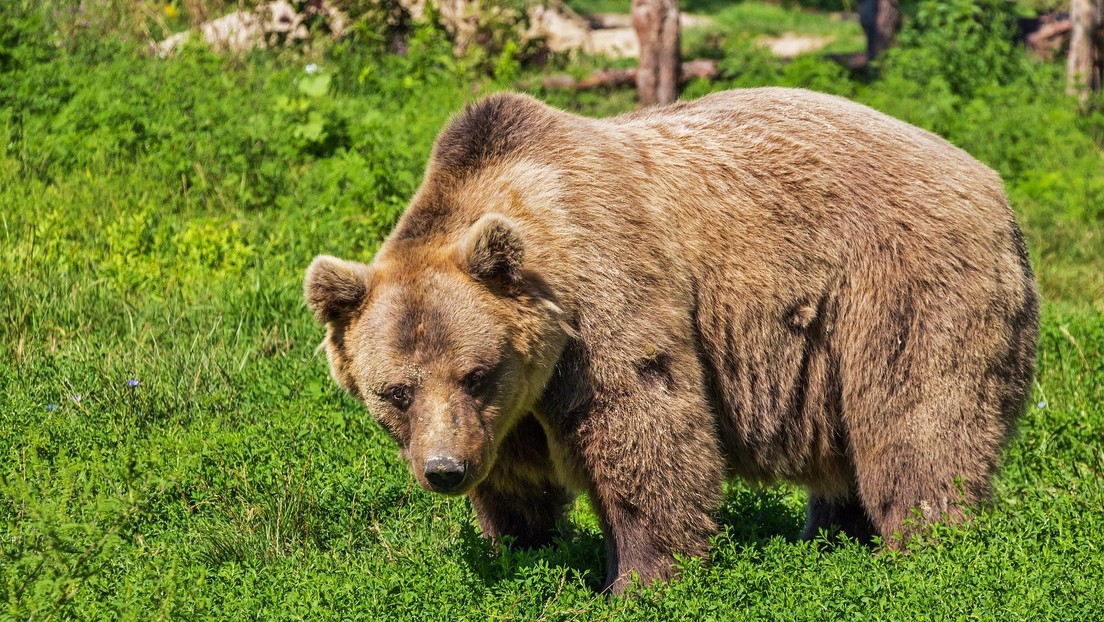 Una madre de Alaska "gruñe como un maníaco" y dispara cuatro veces contra un enorme oso que intentó atacar a su hijo 