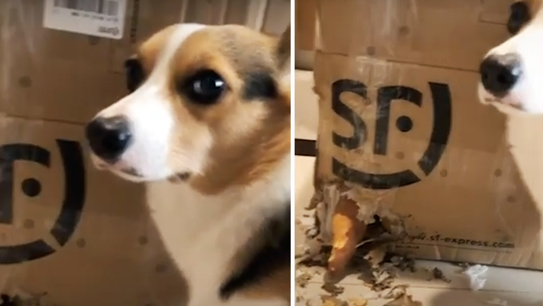 VIDEO: Sorprende a su perrita robando batatas, pero 'se derrite' al ver su cara culpable y sus patas temblorosas
