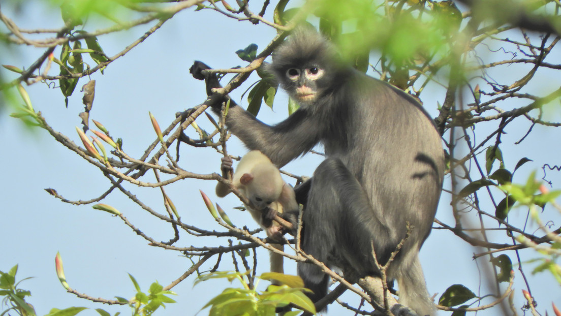 Descubren un nuevo tipo de primate que "ya se enfrenta a la extinción"