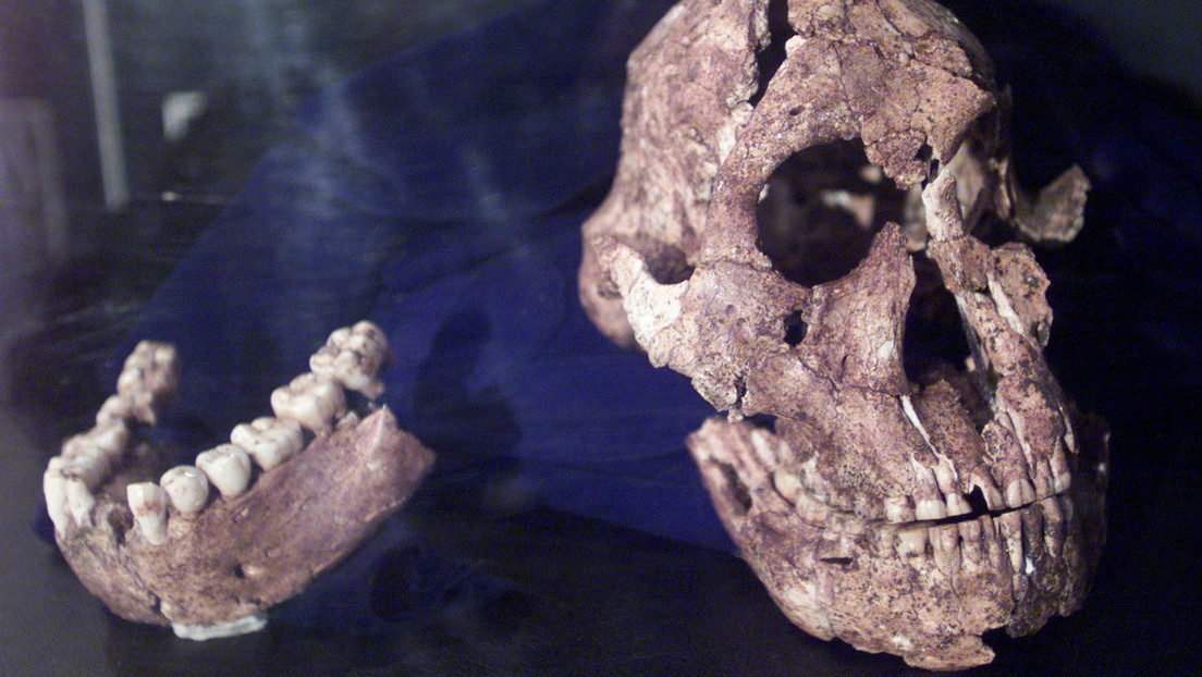 Descubren que un cráneo de hace dos millones de años perteneció a un 'primo' ancestral de los humanos