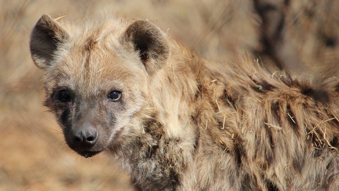 VIDEO: El momento en que una hiena se roba un cachorro de leopardo