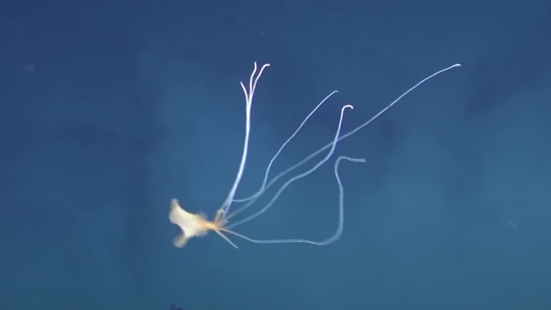 Graban a unos calamares gigantes de aspecto alienígena (VIDEO)