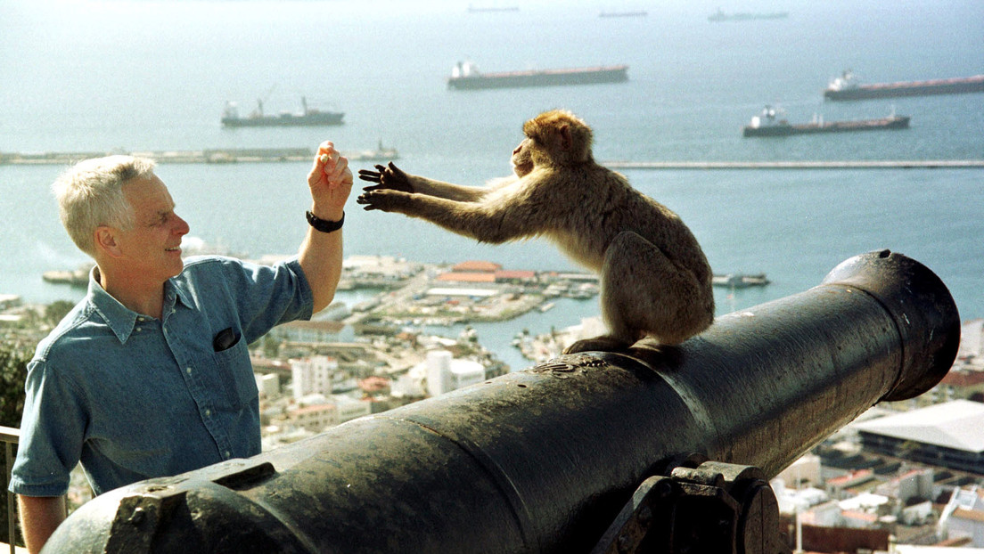 Autoridades de Gibraltar advierten que los macacos de Berbería podrían ser sacrificados por el coronavirus
