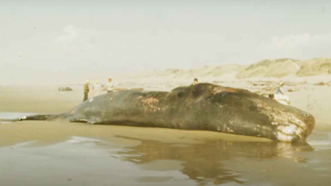 Cuando en EE.UU. explotaron una ballena: una noticia surrealista y uno de los videos más virales, ahora en 4K