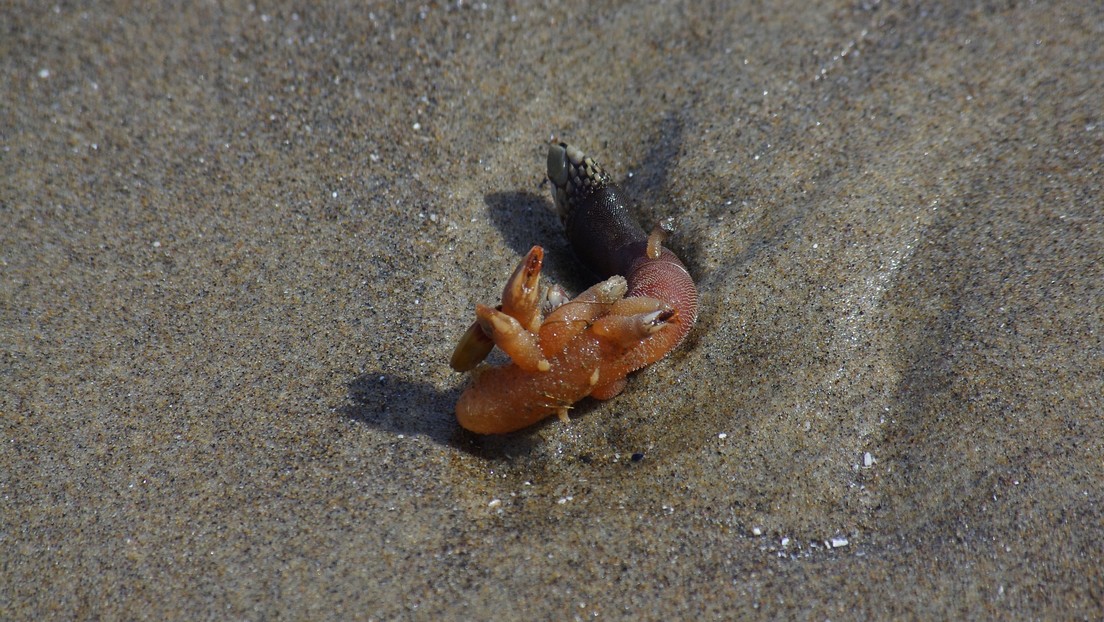 ¿Una lengua marina?: Hallan un raro organismo en una playa australiana