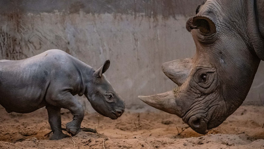VIDEO: Graban el nacimiento y los primeros pasos de un rinoceronte en peligro de extinción