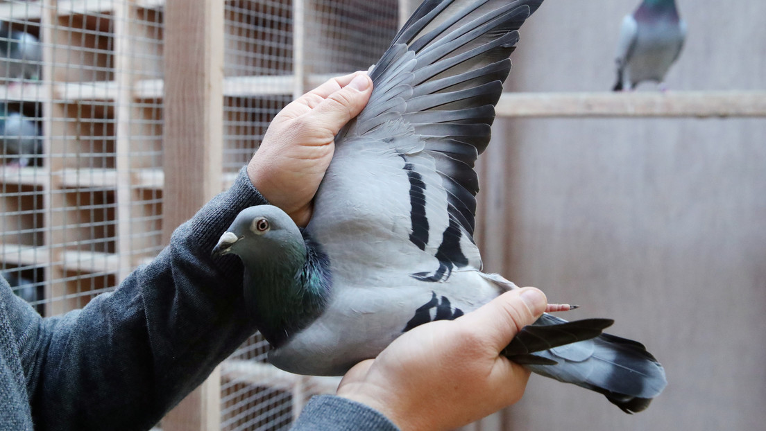 Récord mundial: Subastan una paloma mensajera por 1,9 millones de dólares en Bélgica