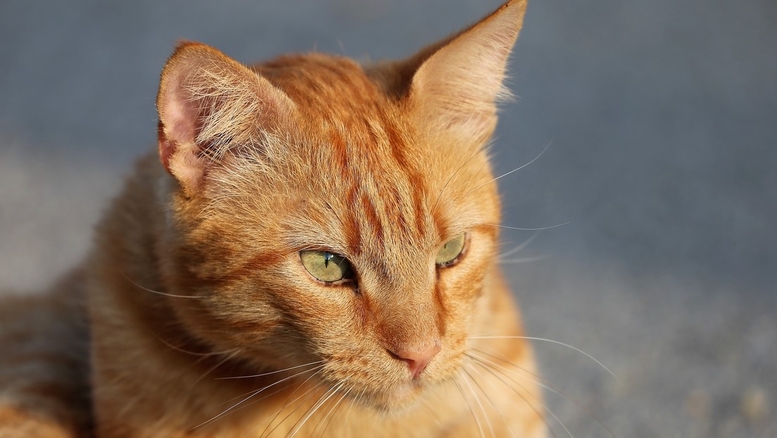VIDEOS: Un gato que sabe 'hablar' y maldecir a sus dueños con la ayuda de nuevas tecnologías se vuelve viral en TikTok