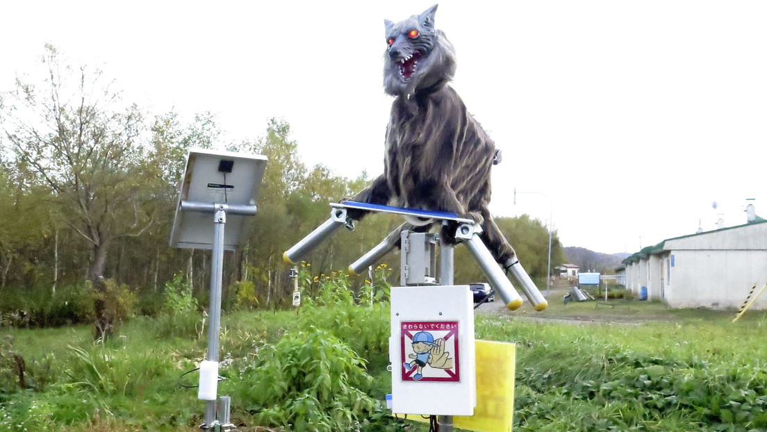 FOTOS, VIDEO: Introducen en una ciudad japonesa monstruosos lobos robot para ahuyentar a los osos